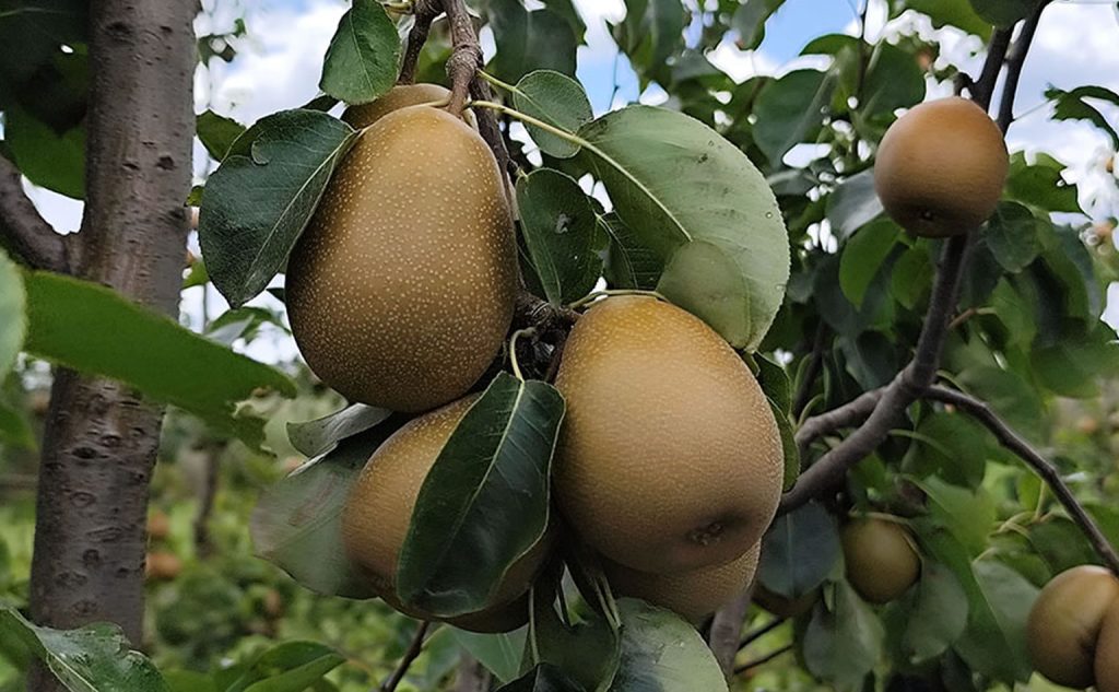 Embrapa apresenta nova cultivar de pera adaptada ao Sul do Brasil