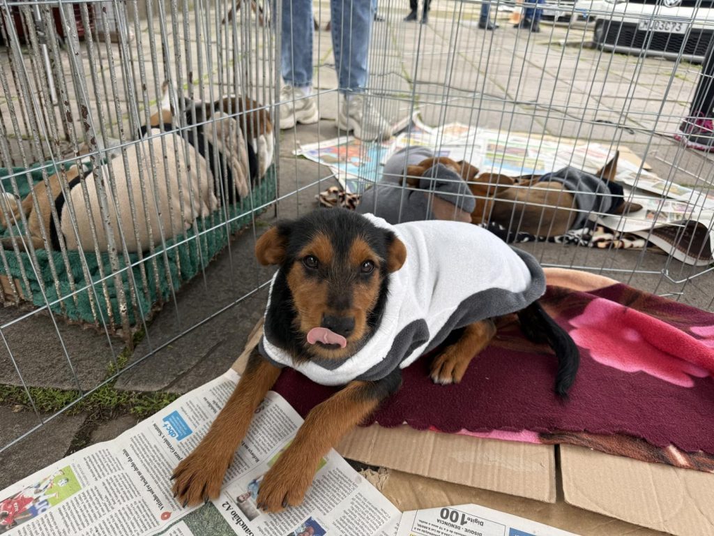 Feira de Adoção de Animais em Estância Velha terá edição especial nesta quarta-feira